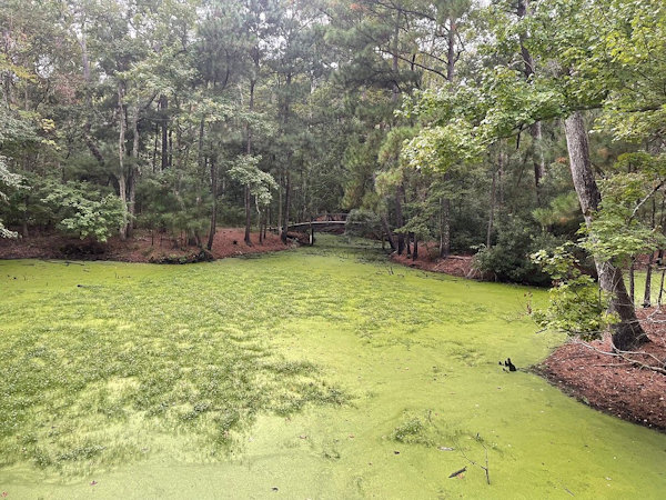 Nags Head Woods Preserve